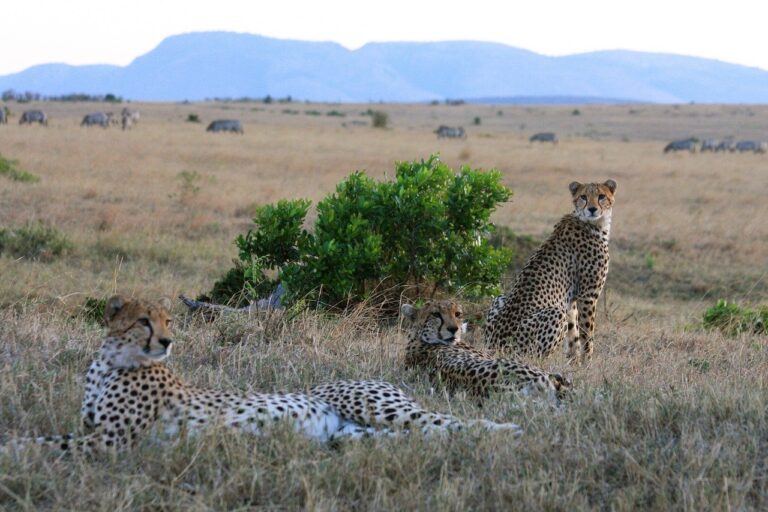 Tanzania-Kenya Grand Safari