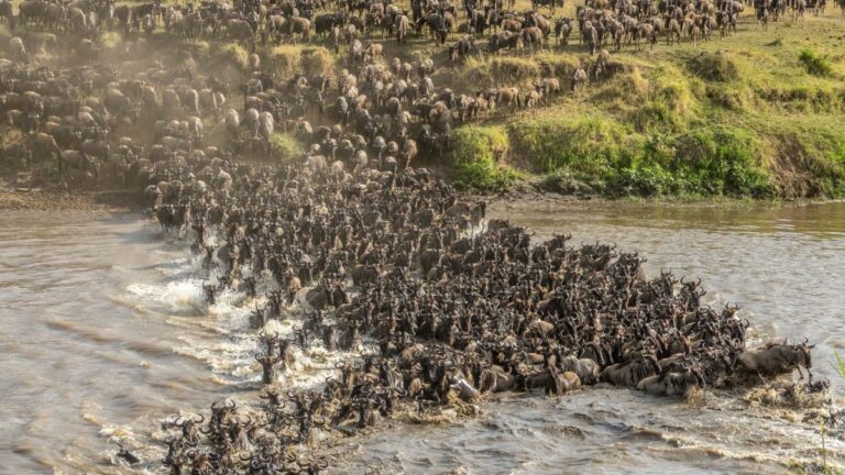 Tanzania-Kenya Grand Safari