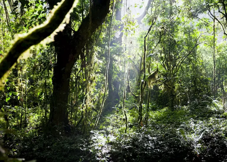 Bwindi Impenetrable Forest