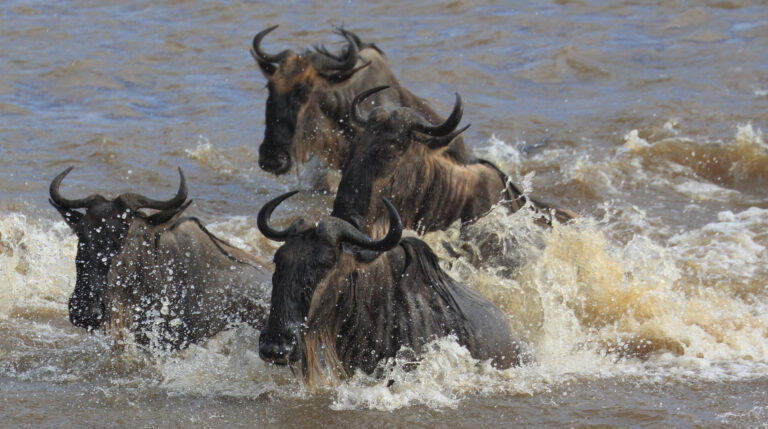 Serengeti Migration & Zanzibar Combo
