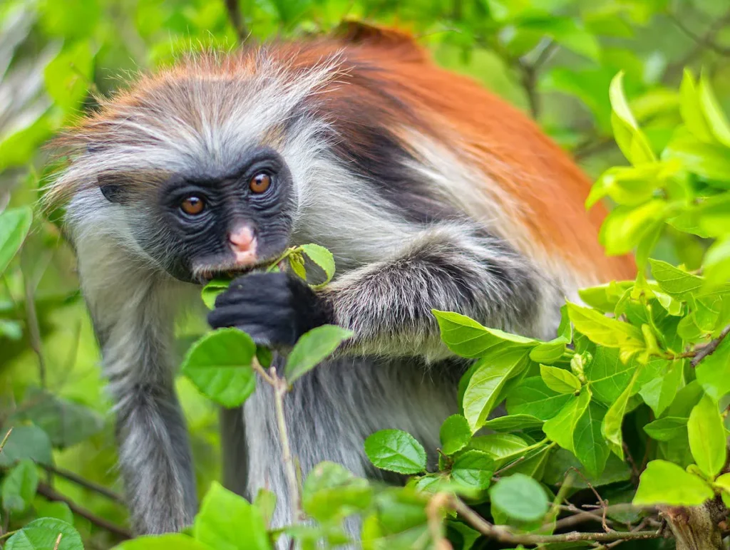 Jozani Forest & Red Colobus Day Trip