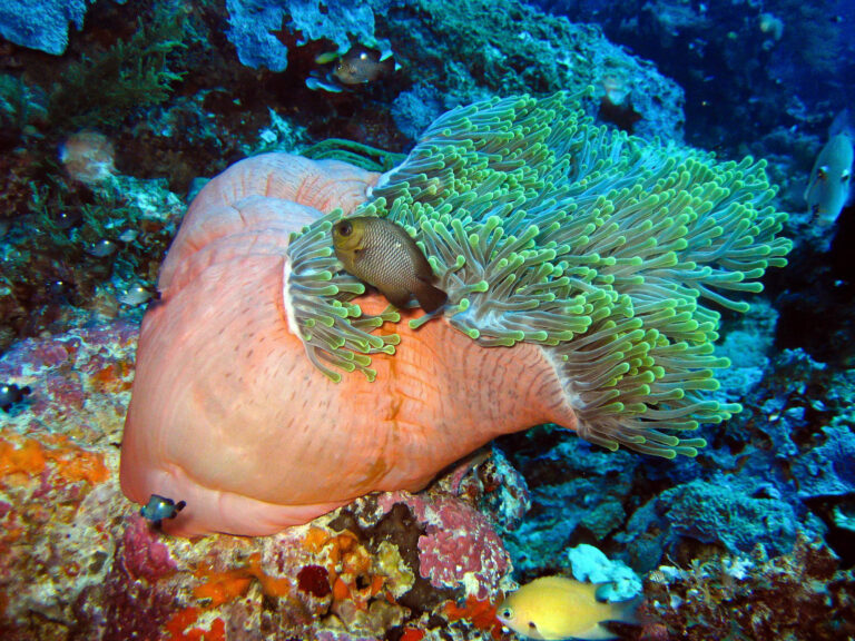 Pemba Channel Diving Holiday