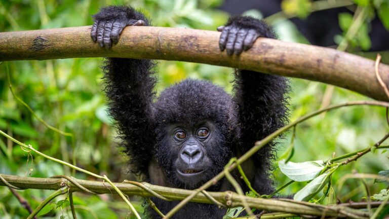 Grand Uganda & Rwanda Safari