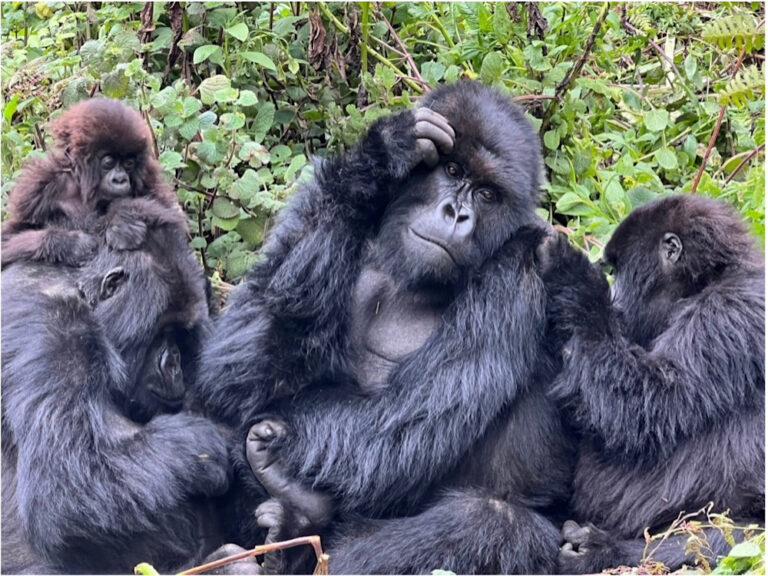 Gorilla Trekking