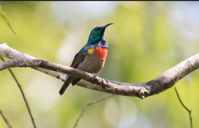Kibale National Park