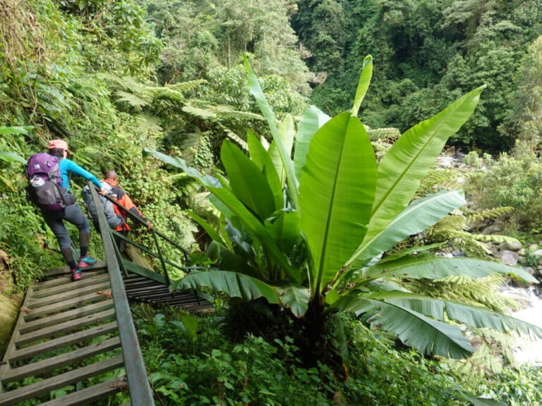 Rwenzori Mountains Trek