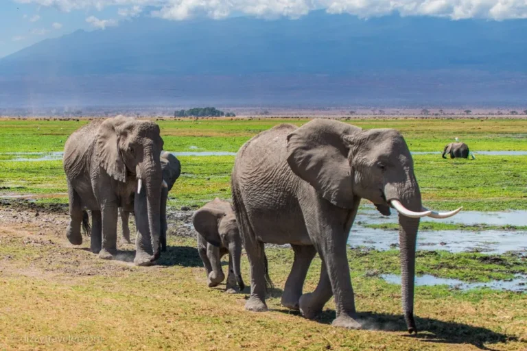 Kenya-Tanzania Beach & Bush