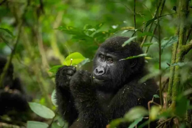 Grand Uganda & Rwanda Safari