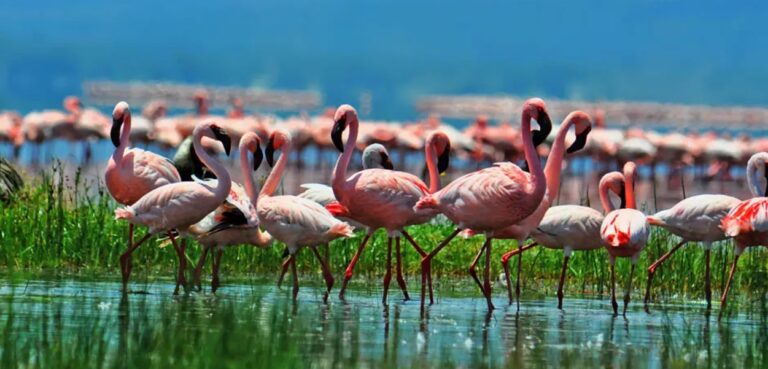 Lake Nakuru National Park