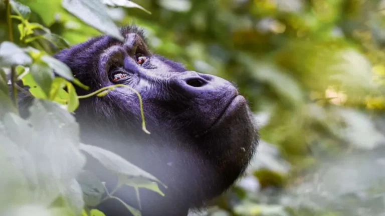 Gorilla Trekking