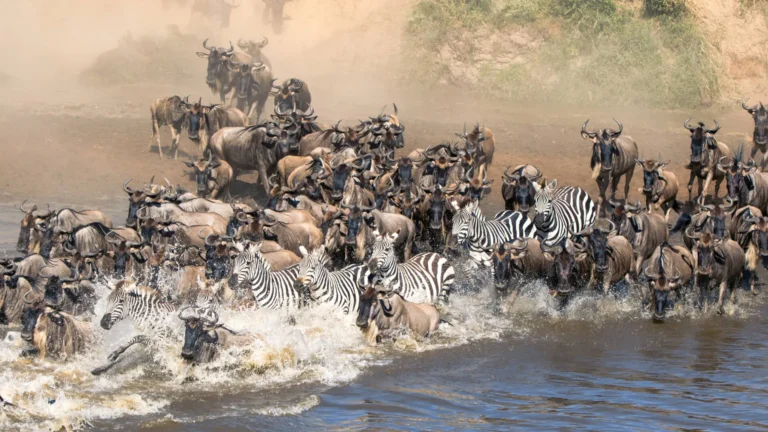 Tanzania-Kenya Grand Safari
