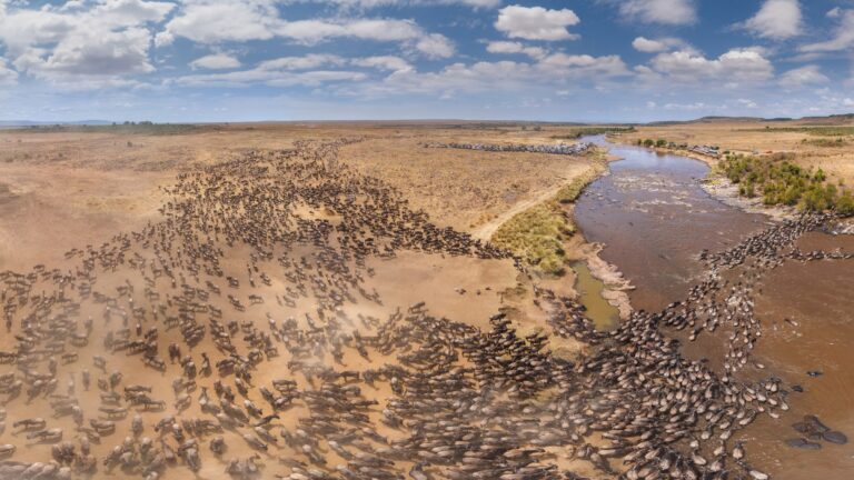 When & Where to See the Great Migration: A Month-by-Month Guide