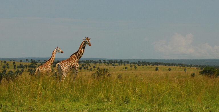 Nairobi National Park
