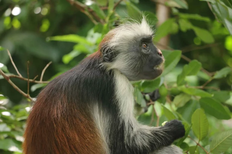 Ngezi Forest Reserve Walk