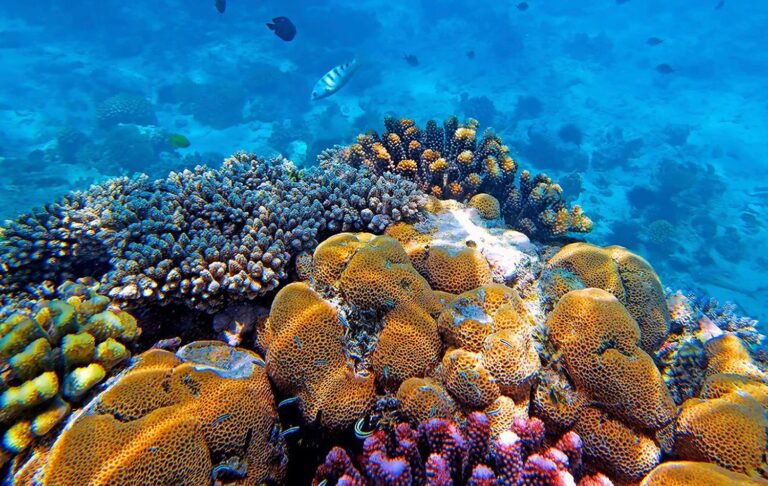 Misali Island Snorkelling Tour
