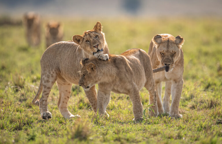 Serengeti & Zanzibar