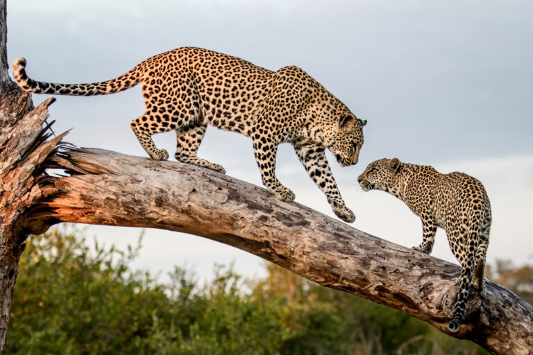 Tanzania-Kenya Grand Safari