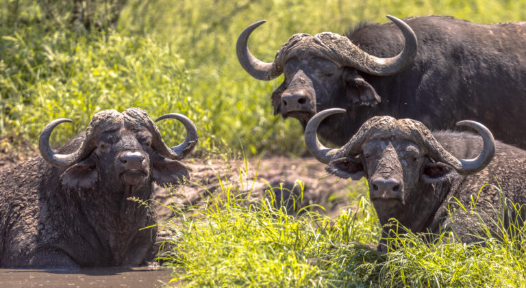 Tanzania Northern Circuit Highlights