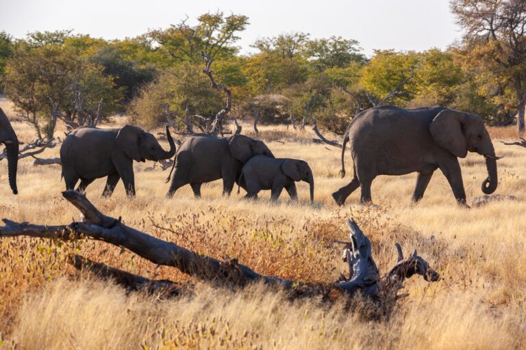 Classic Serengeti & Ngorongoro