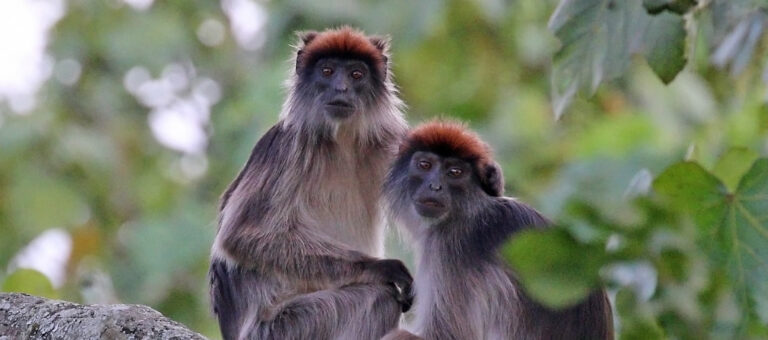 Kibale National Park