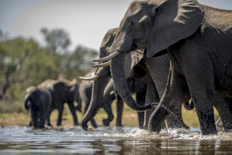 Tanzania Wildlife & Uganda Primates