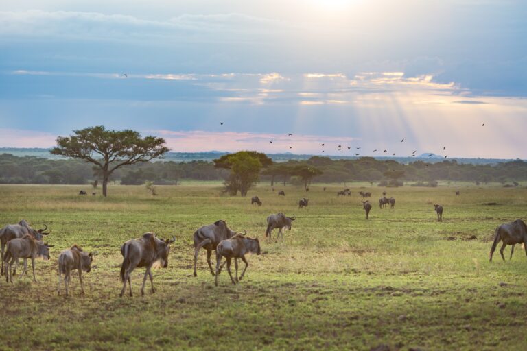 Tanzania Northern Circuit Highlights