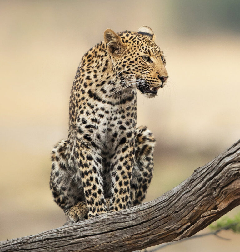 Serengeti & Zanzibar