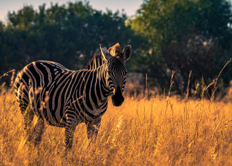 Tanzania Wildlife & Uganda Primates