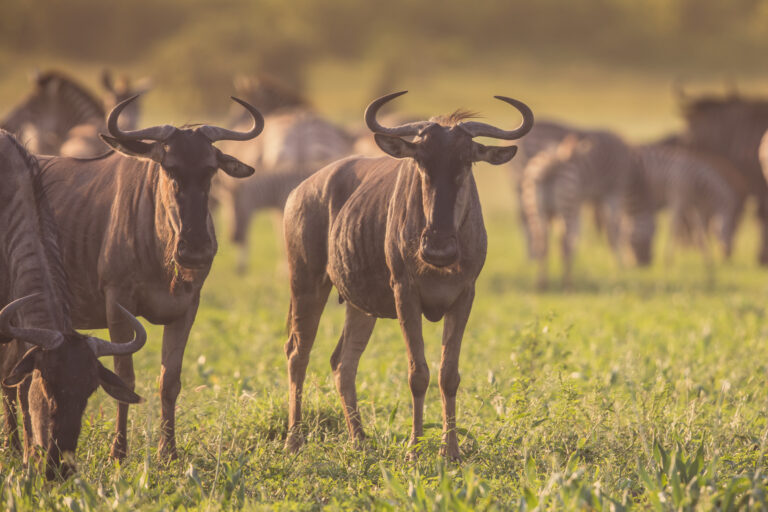 Tanzania Grand Northern Safari