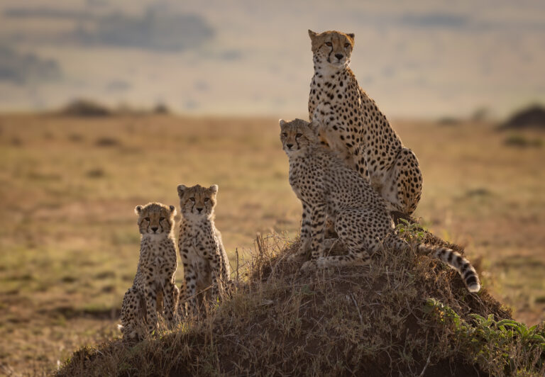 Tanzania Wildlife & Uganda Primates
