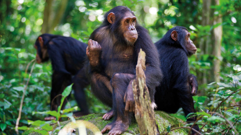 Kilimanjaro & Uganda Gorilla Adventure