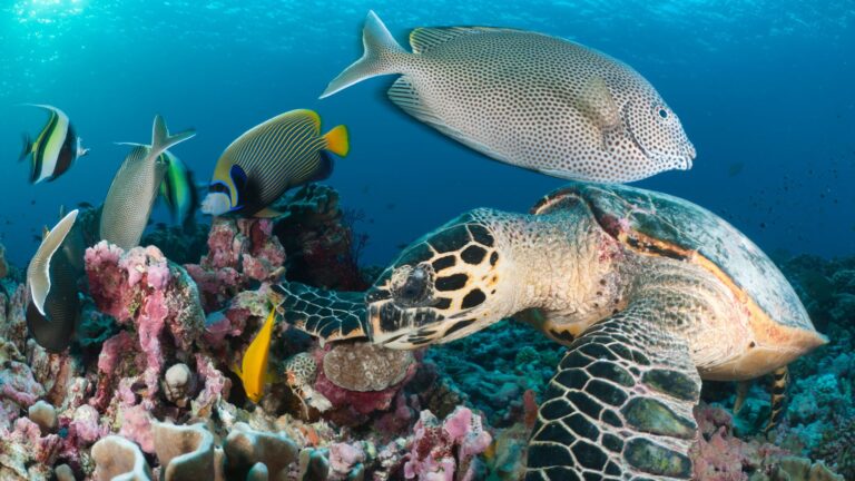 Misali Island Snorkelling Tour
