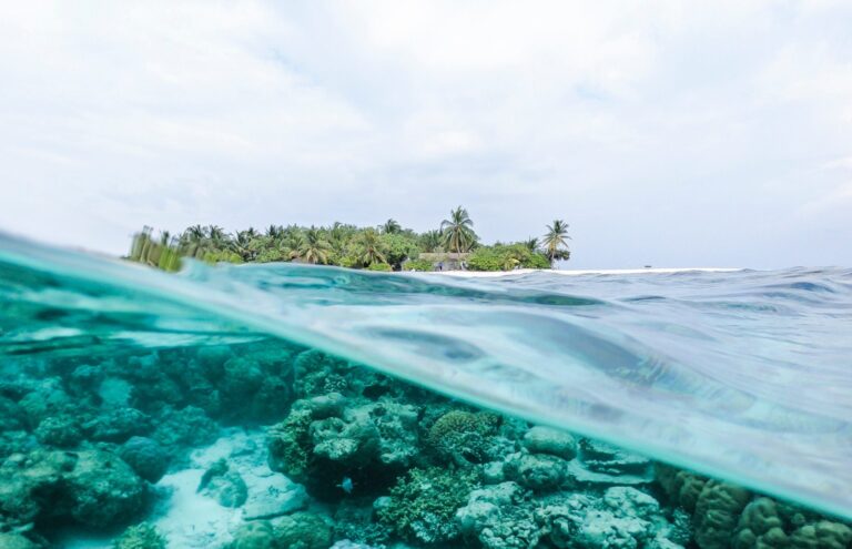 Misali Island Snorkelling Tour