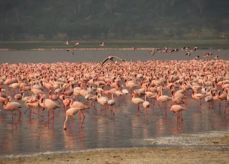 Lake Nakuru National Park