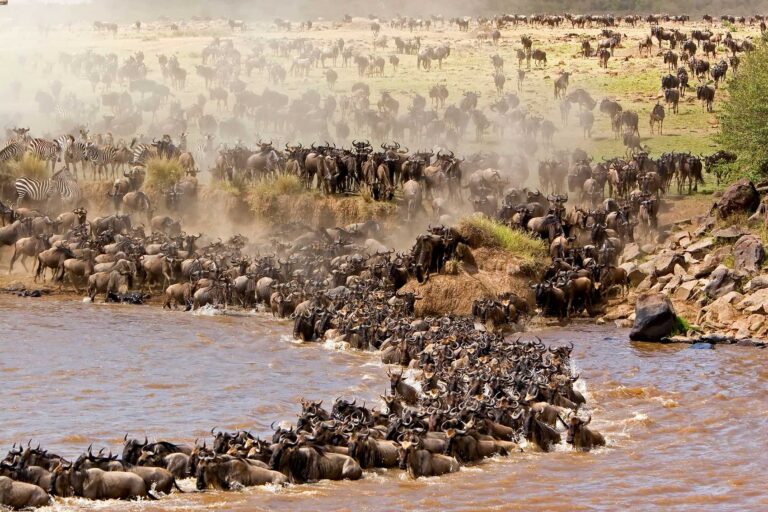 Serengeti Migration & Zanzibar Combo