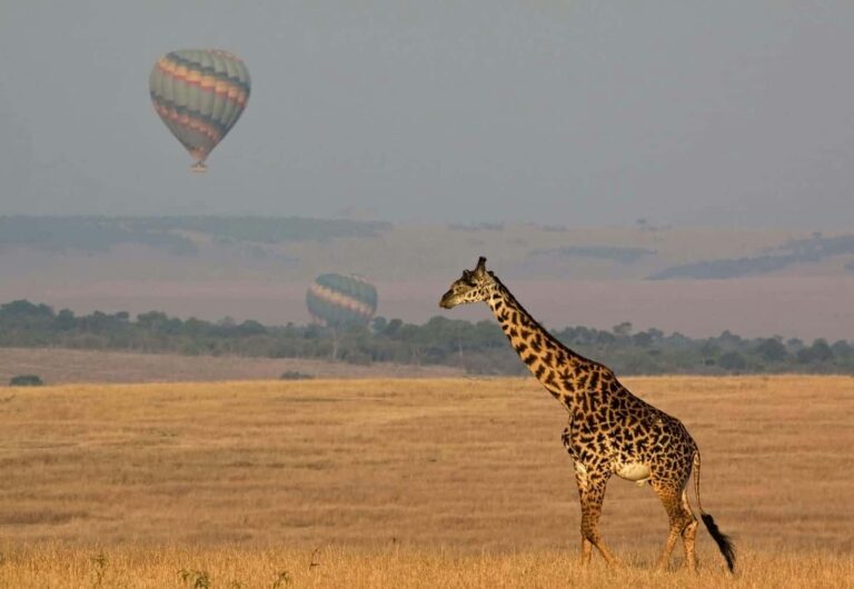 Classic Northern Tanzania