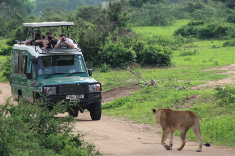 Complete Uganda Safari: Mburo to Murchison Falls