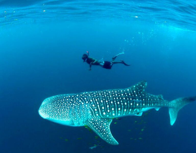 Pemba Channel Diving Holiday