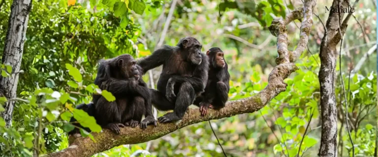 Tanzania Wildlife & Uganda Primates