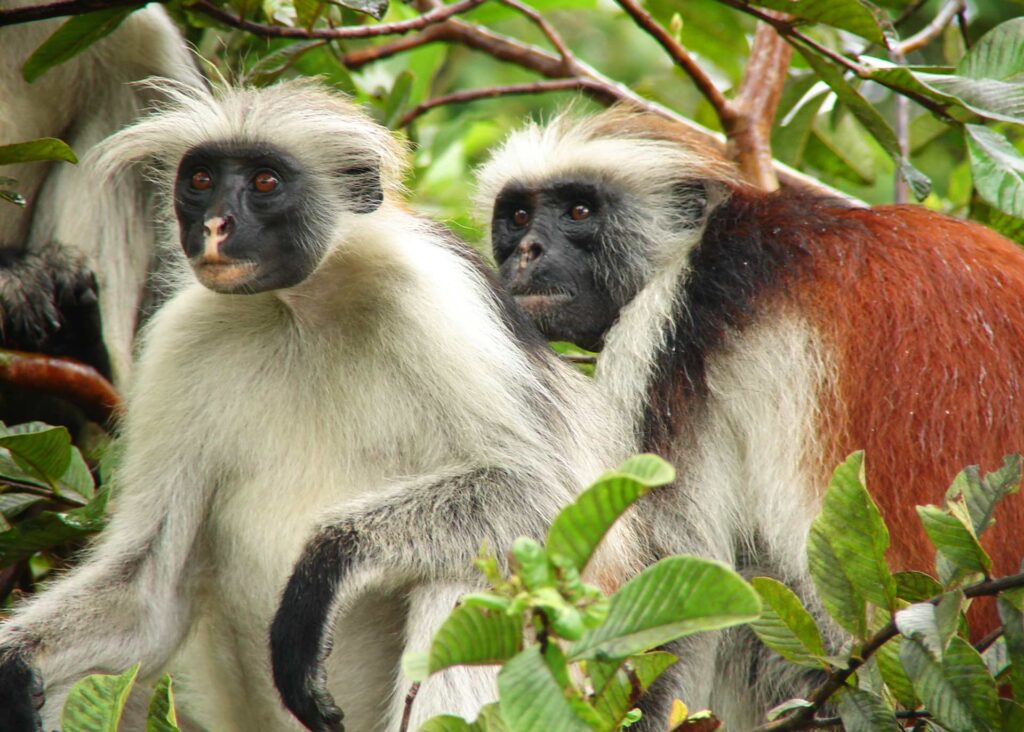 Ngezi Forest Reserve Walk