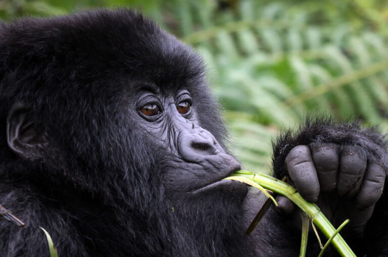 Western Circuit Chimp & Wildlife Safari
