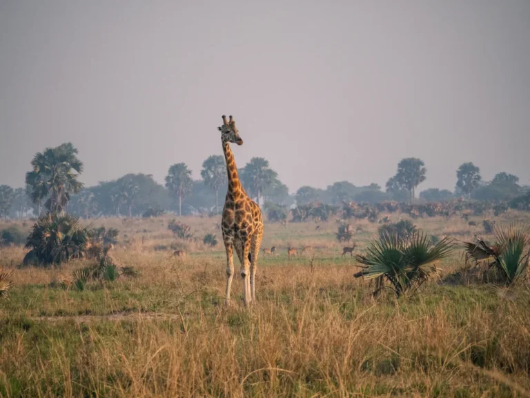 Complete Uganda Safari: Mburo to Murchison Falls
