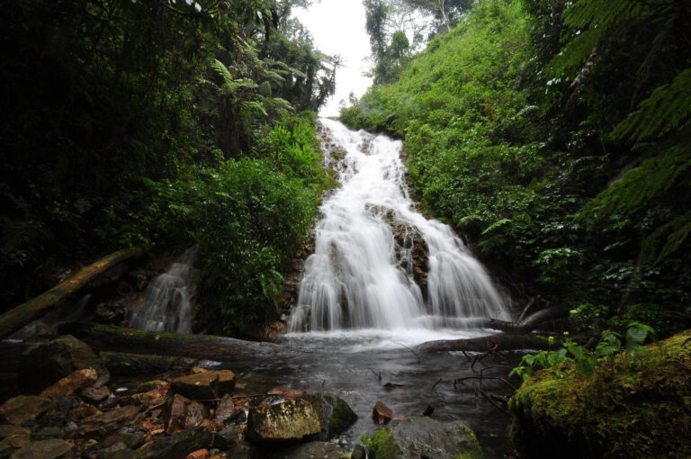 Bwindi Impenetrable Forest