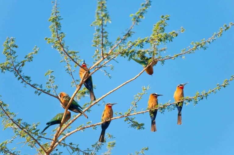 Classic Northern Tanzania