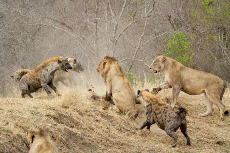 Classic Northern Tanzania