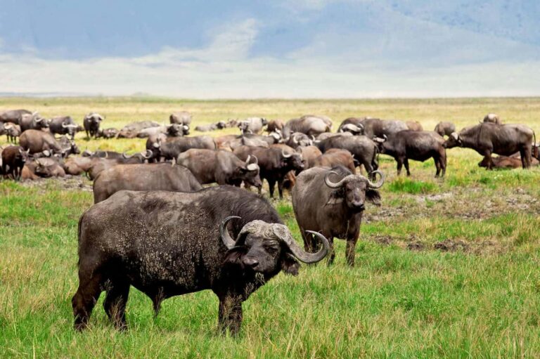 Classic Northern Tanzania