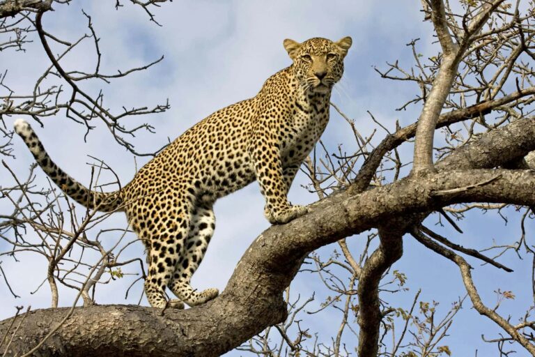 Classic Northern Tanzania