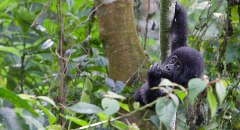 Kilimanjaro & Uganda Gorilla Adventure