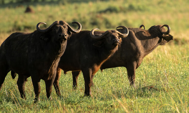 Grand Uganda & Rwanda Safari