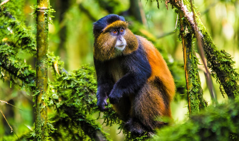 Grand Uganda & Rwanda Safari